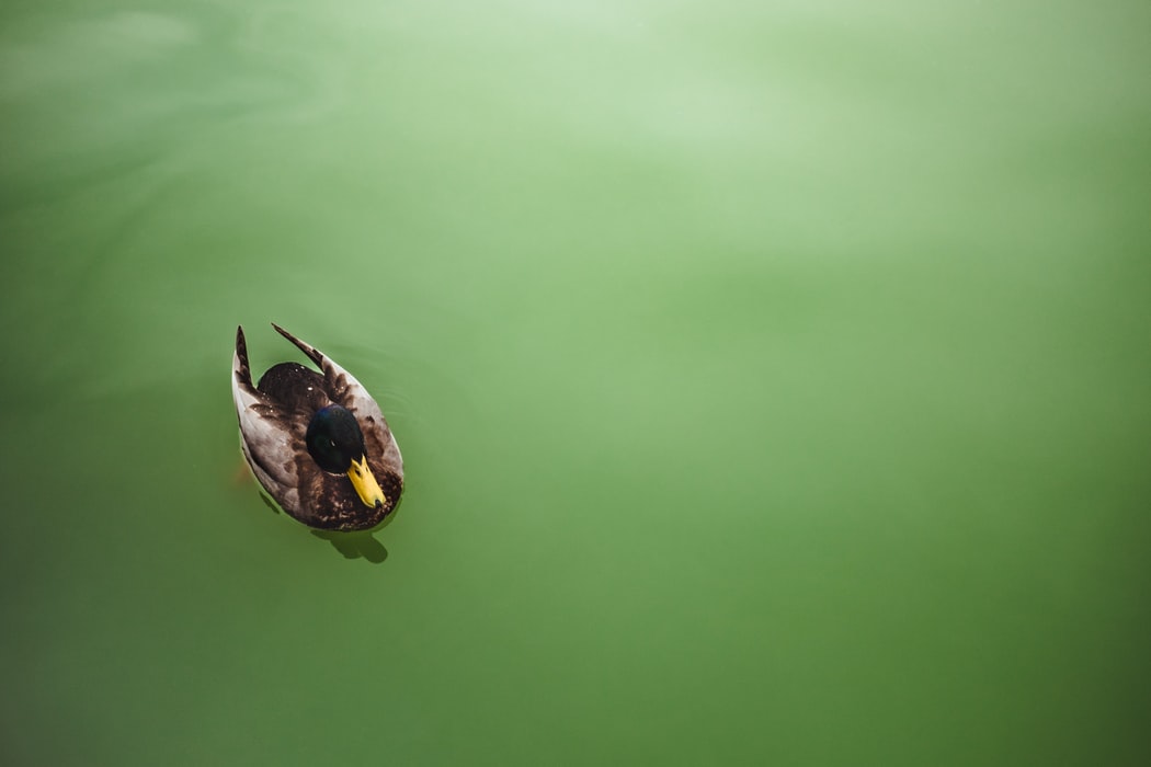 A duck swimming in green water