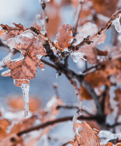 Brown leaves covered in ice and frost 